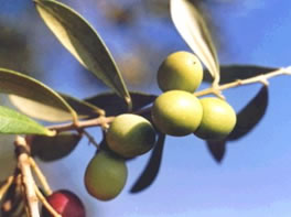 Aceituna