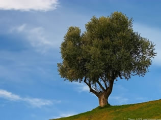 Olivo